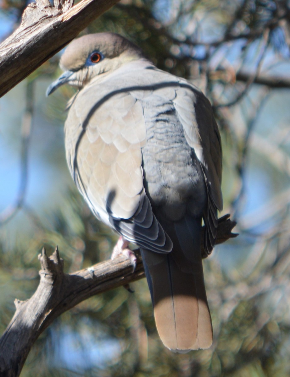 White-winged Dove - ML616238426