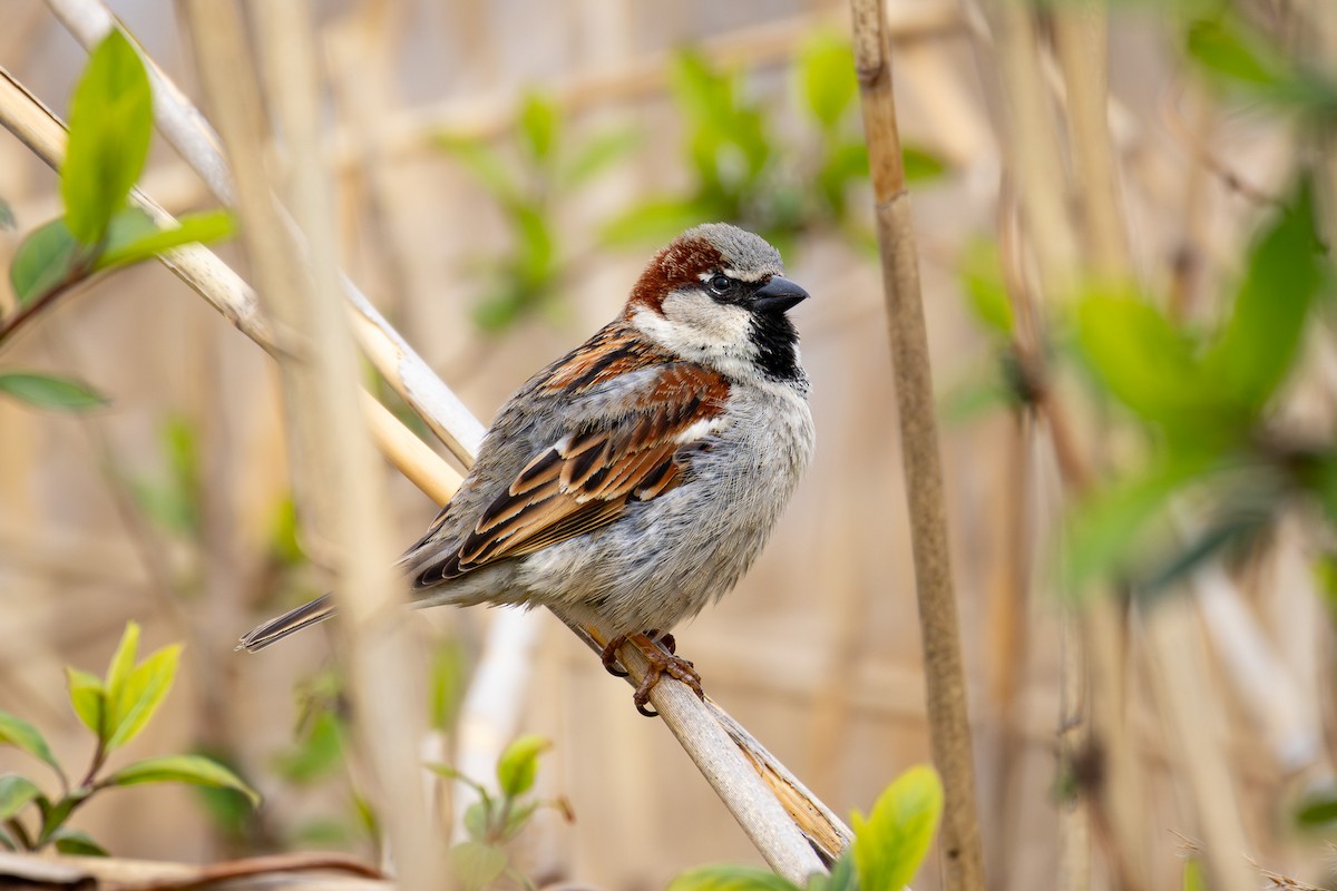 House Sparrow - Sean Fahey