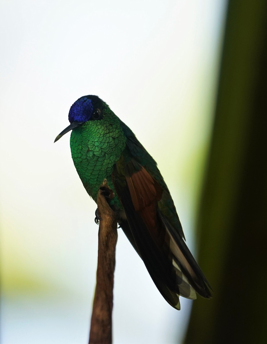 Blue-capped Hummingbird - Eva De La Torre