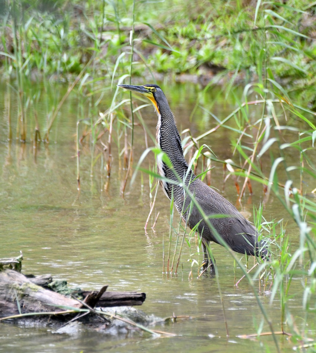 Bare-throated Tiger-Heron - ML616238605