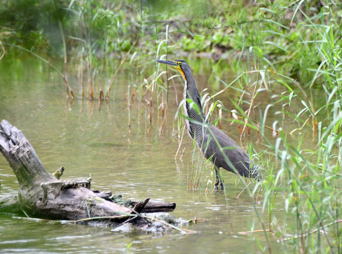 Bare-throated Tiger-Heron - ML616238607