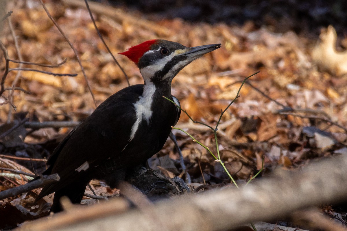 Pileated Woodpecker - ML616238618