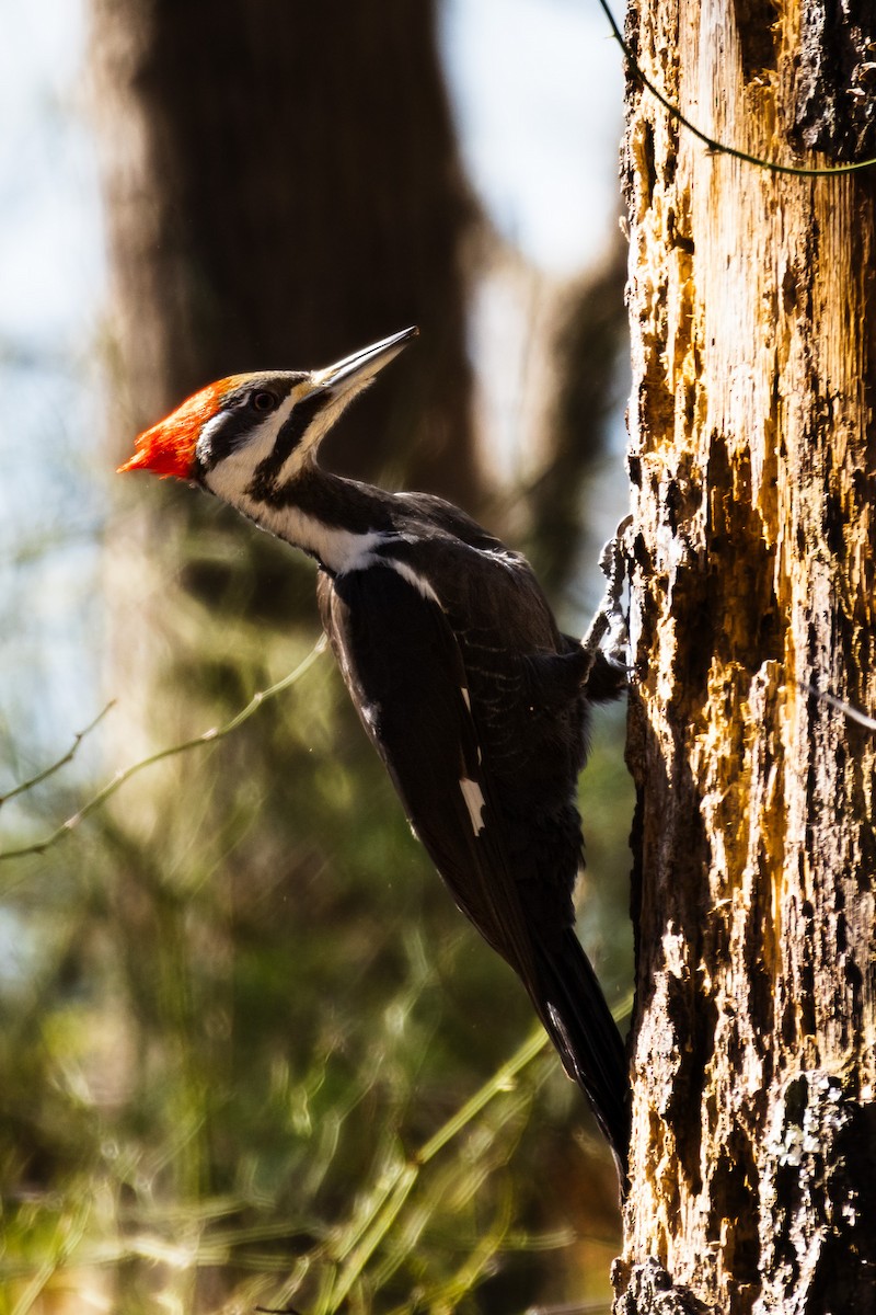 Pileated Woodpecker - ML616238620