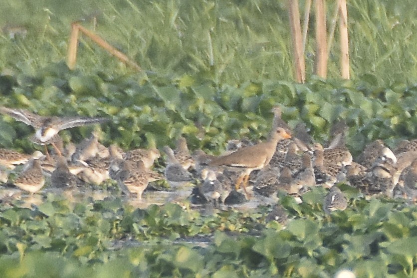 Gray-headed Lapwing - ML616238690