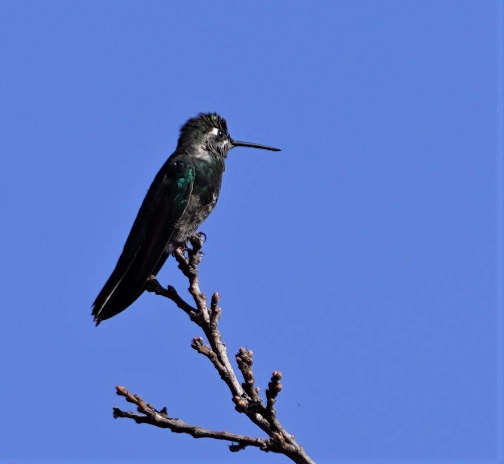 Rivoli's Hummingbird - ML616238691