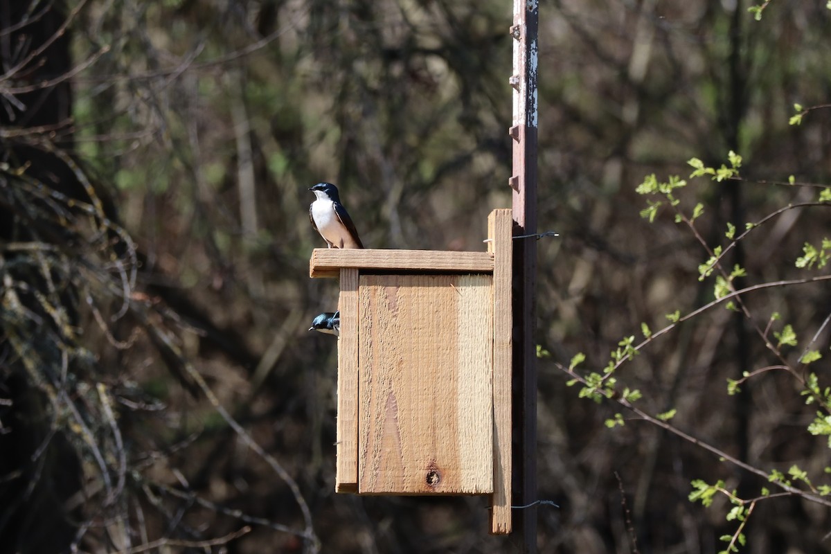 Tree Swallow - Summer Delehanty