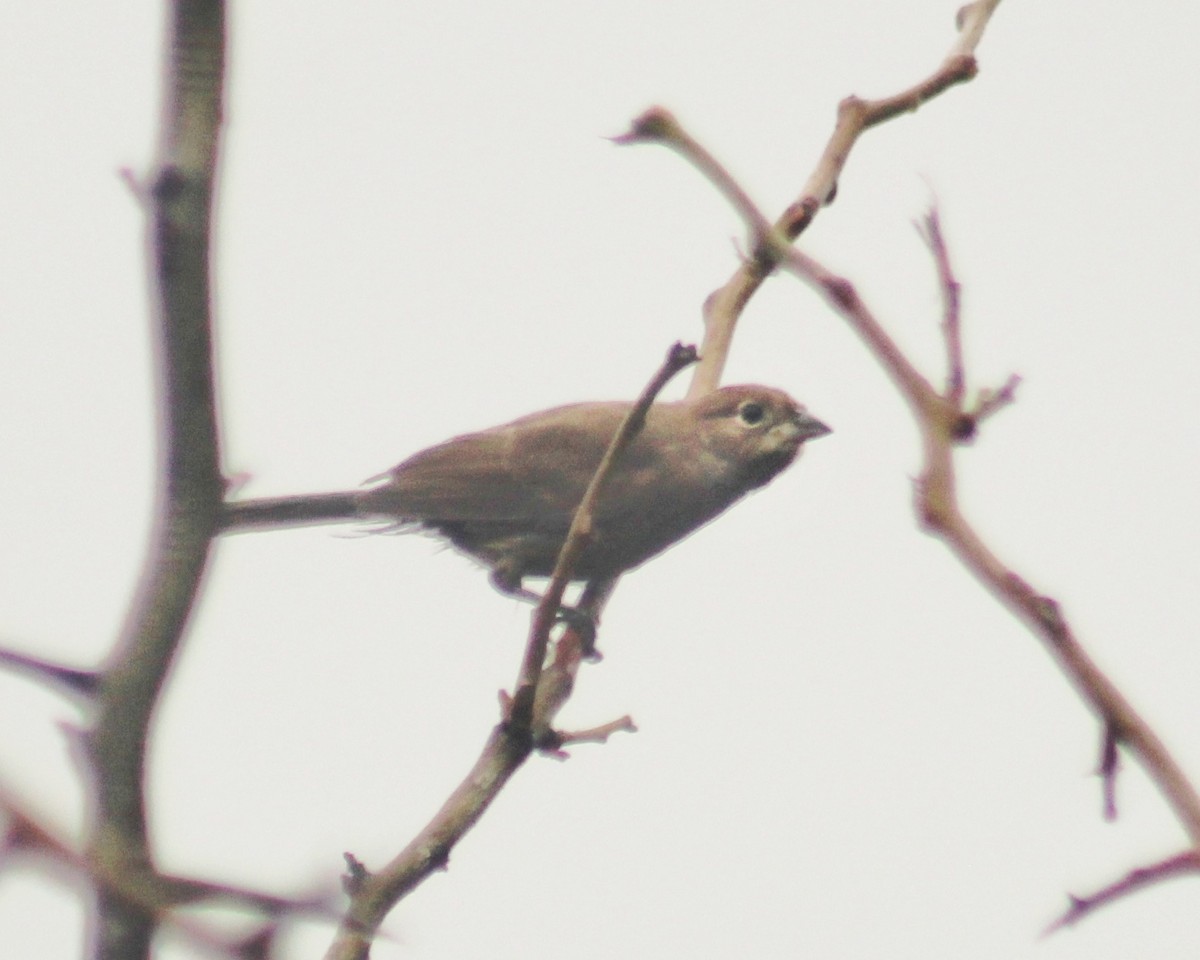 Red-crested Finch - ML616238702