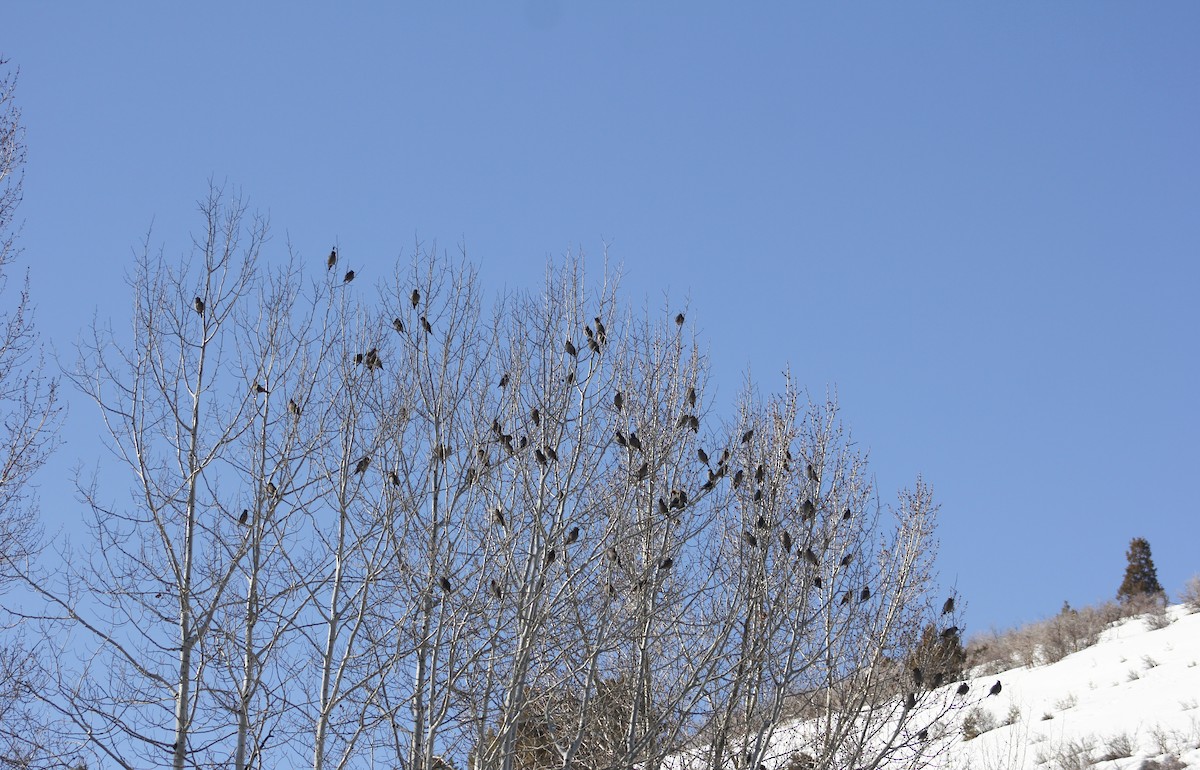 Bohemian Waxwing - ML616238740