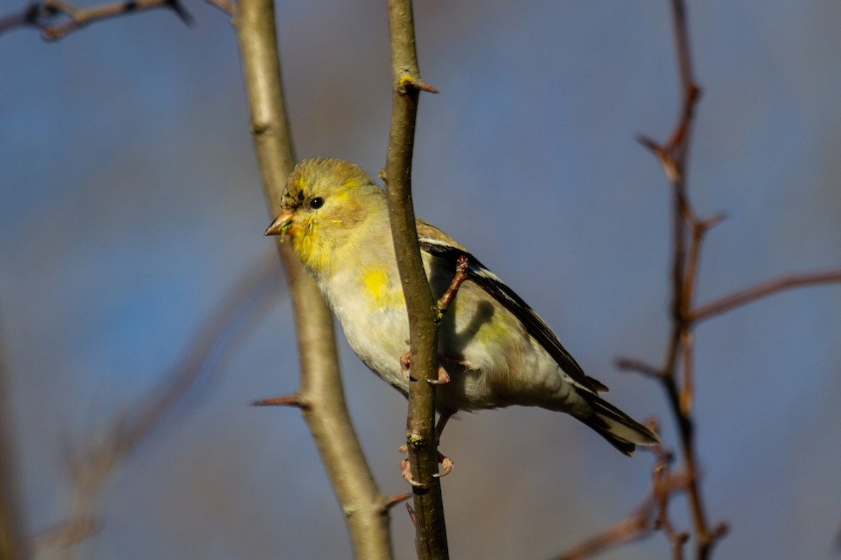 American Goldfinch - ML616238864