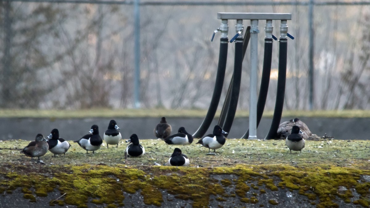 Ring-necked Duck - ML616238957