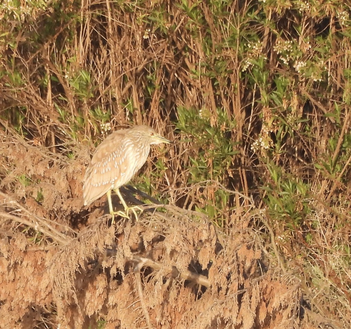 Black-crowned Night Heron - ML616239021