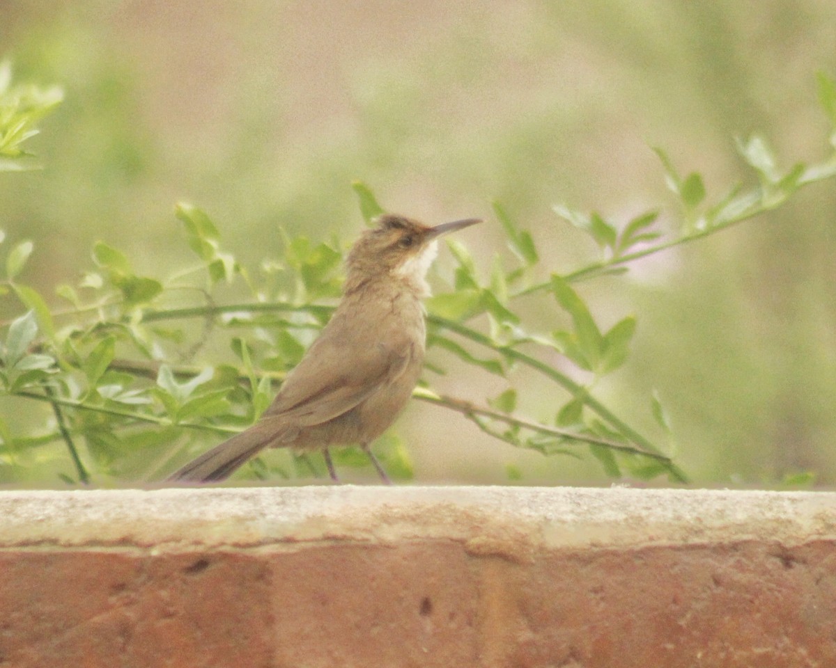 Chaco Earthcreeper - Guillermo Andreo