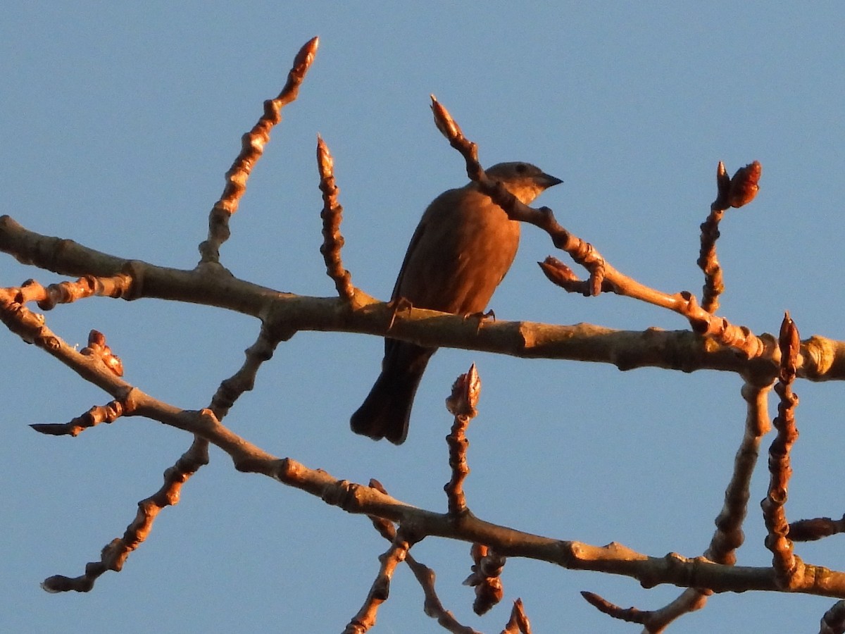 Brown-headed Cowbird - ML616239035