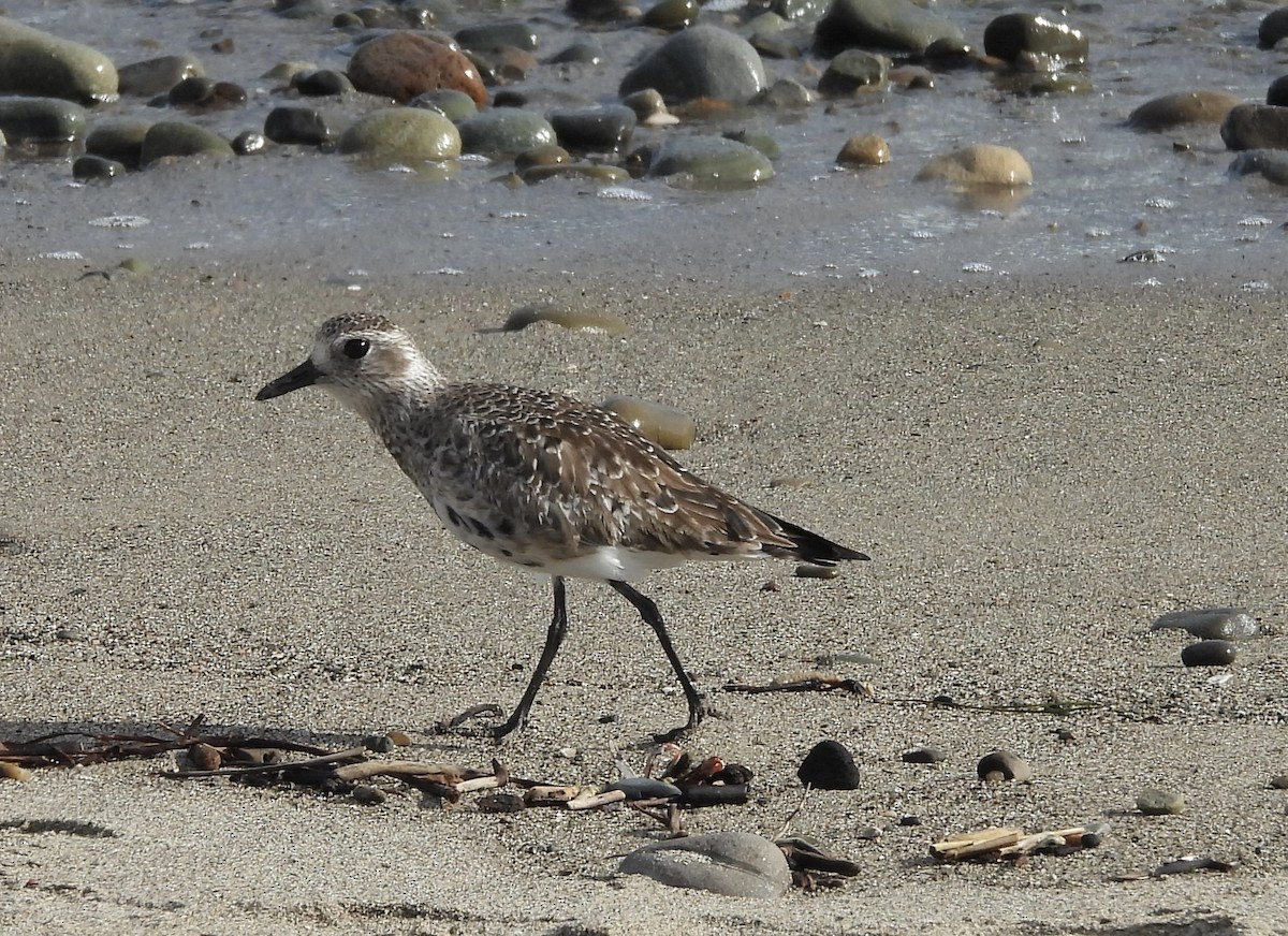 Black-bellied Plover - ML616239041