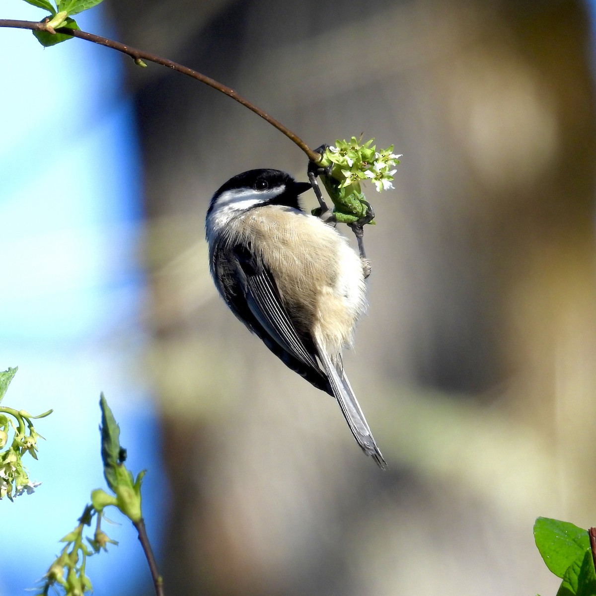 Mésange à tête noire - ML616239075