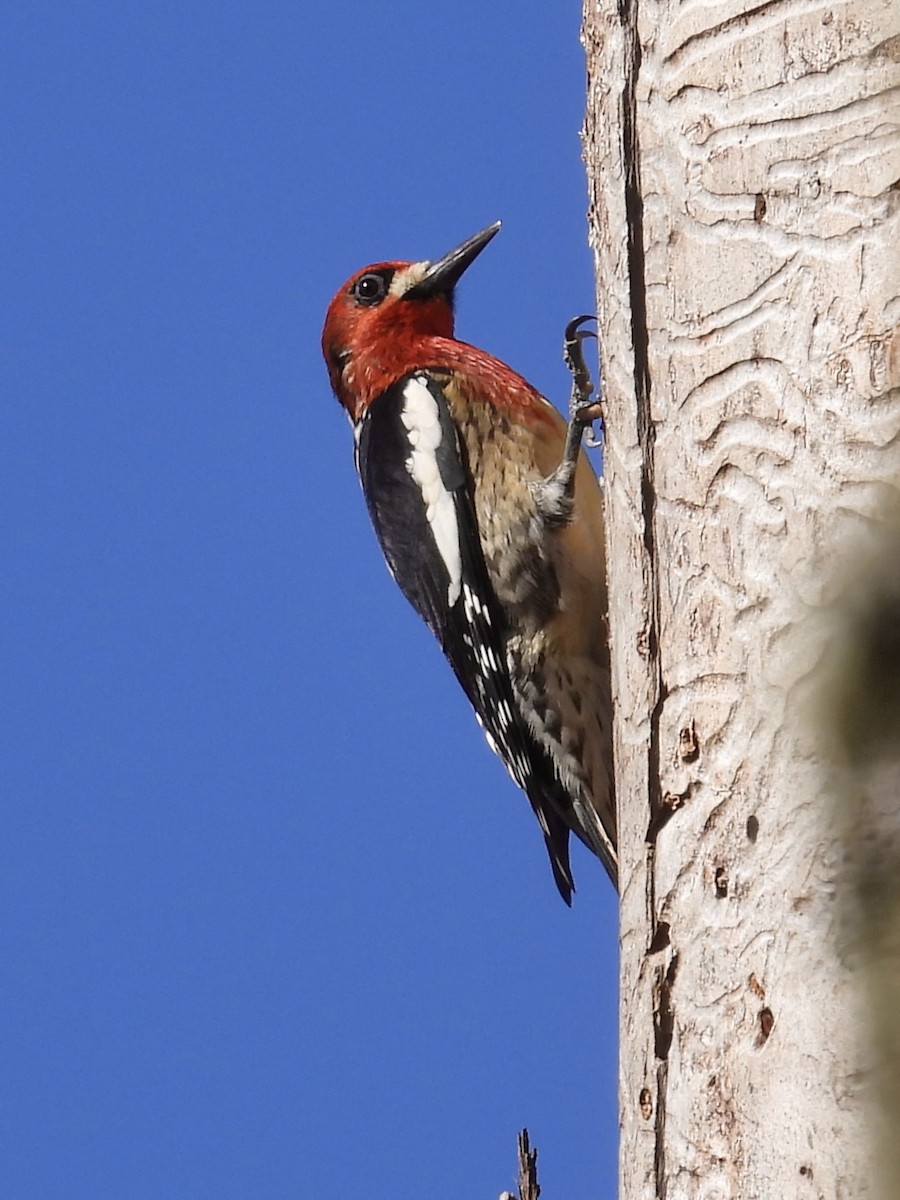 Red-breasted Sapsucker - ML616239181