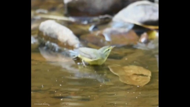 Tickell's Leaf Warbler - ML616239223