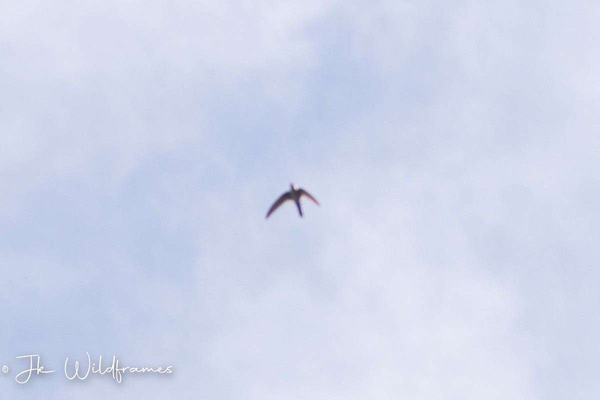 Cook's Swift - JK Malkoha