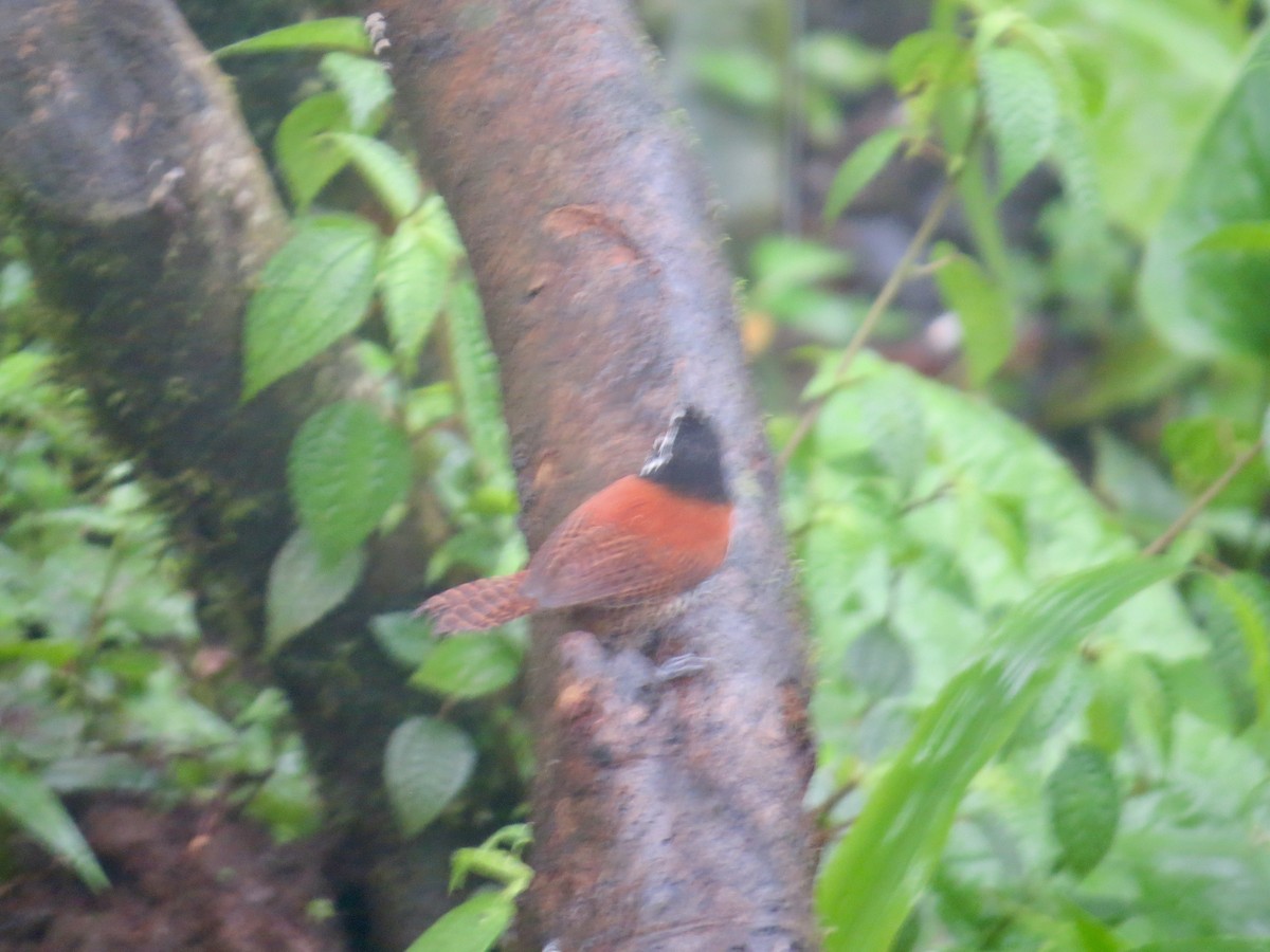 Bay Wren (South American) - James Leone