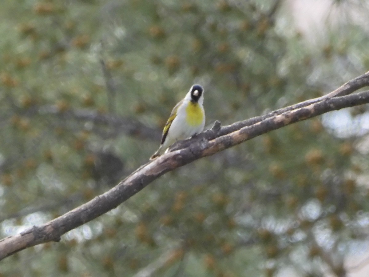 Lawrence's Goldfinch - ML616239389