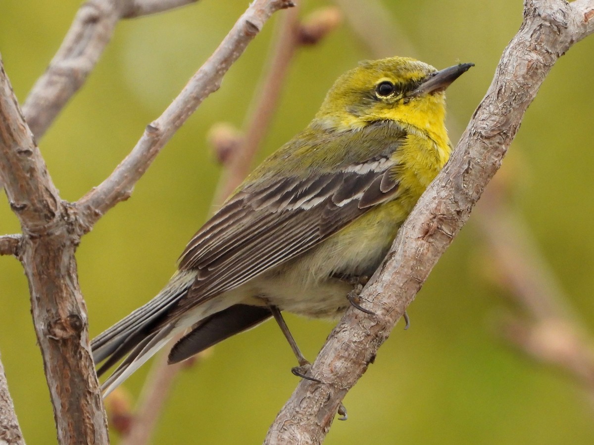 Pine Warbler - ML616239482