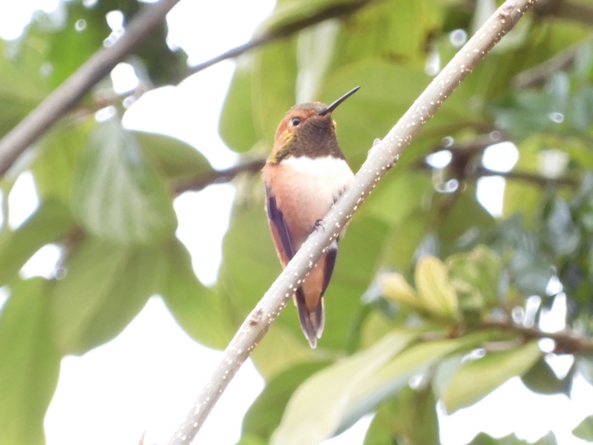 Rufous Hummingbird - ML616239484