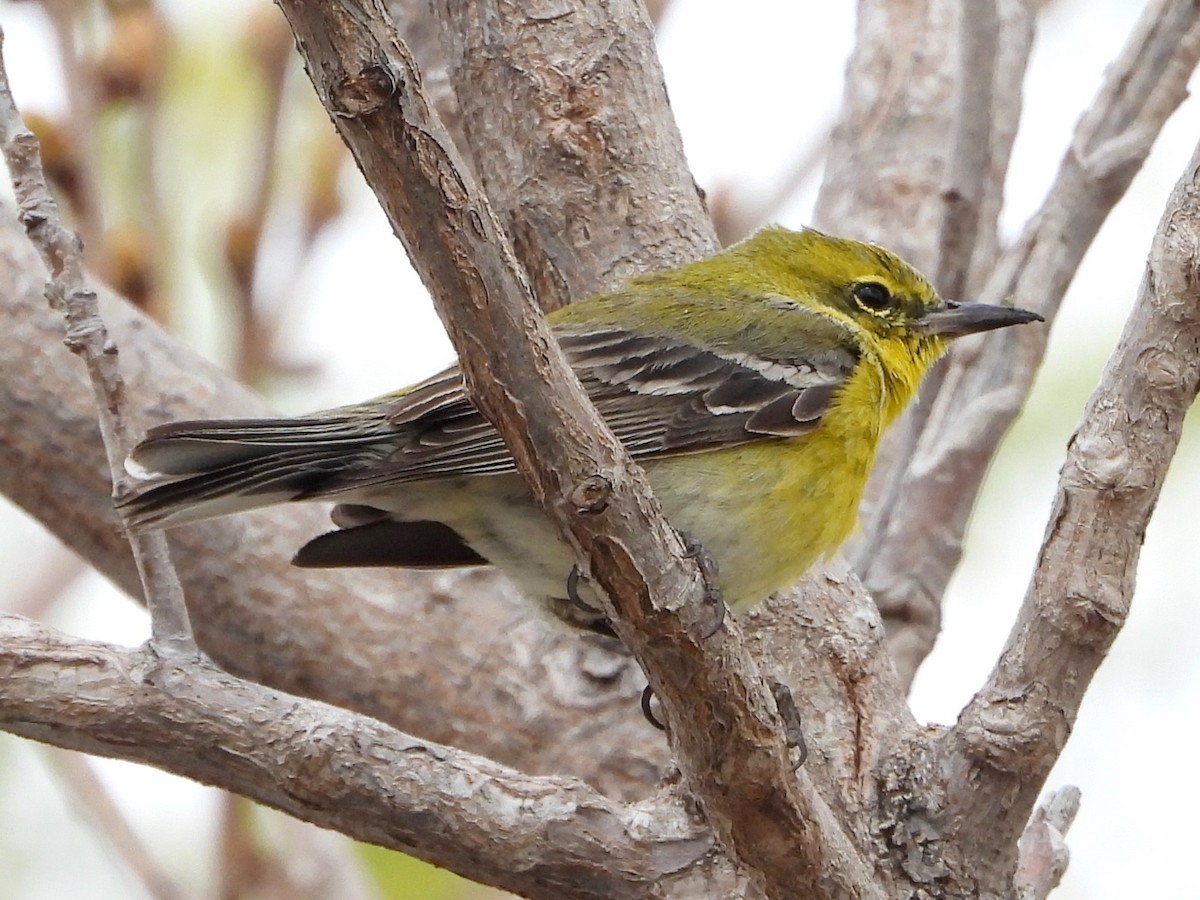 Pine Warbler - ML616239485