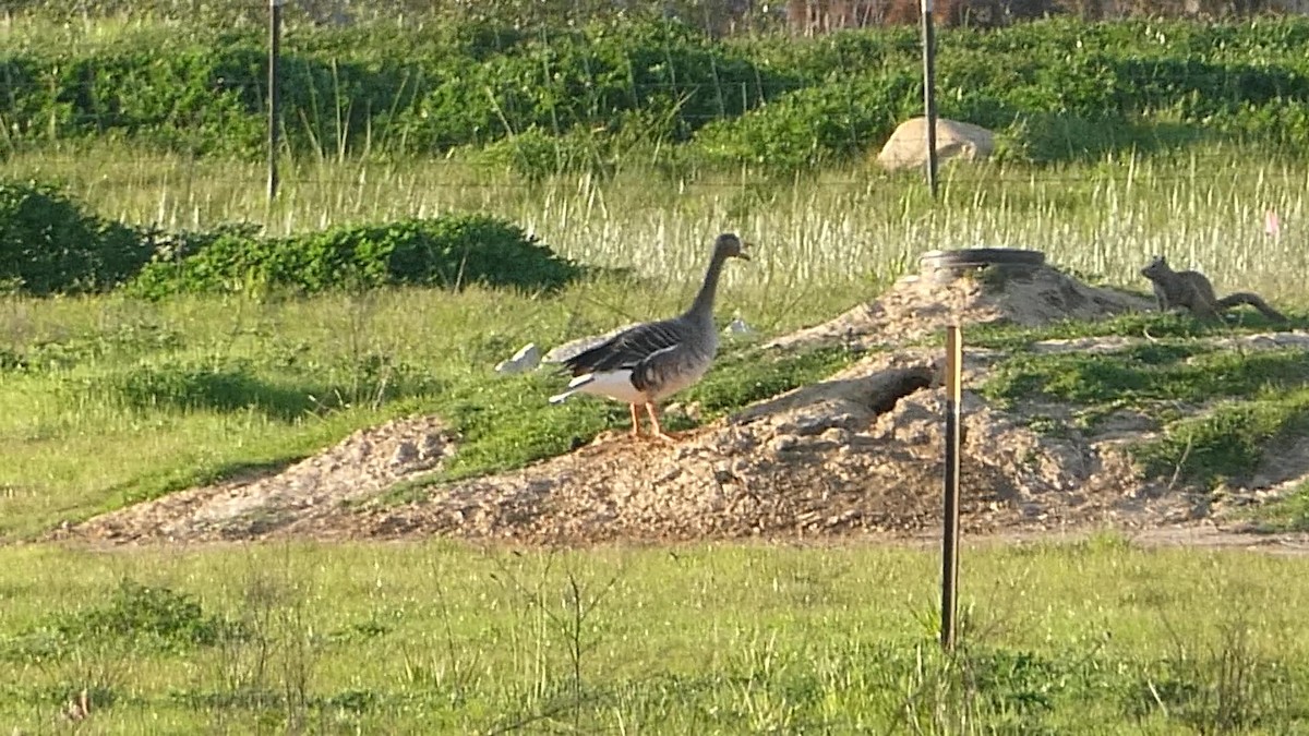 Greater White-fronted Goose - ML616239514