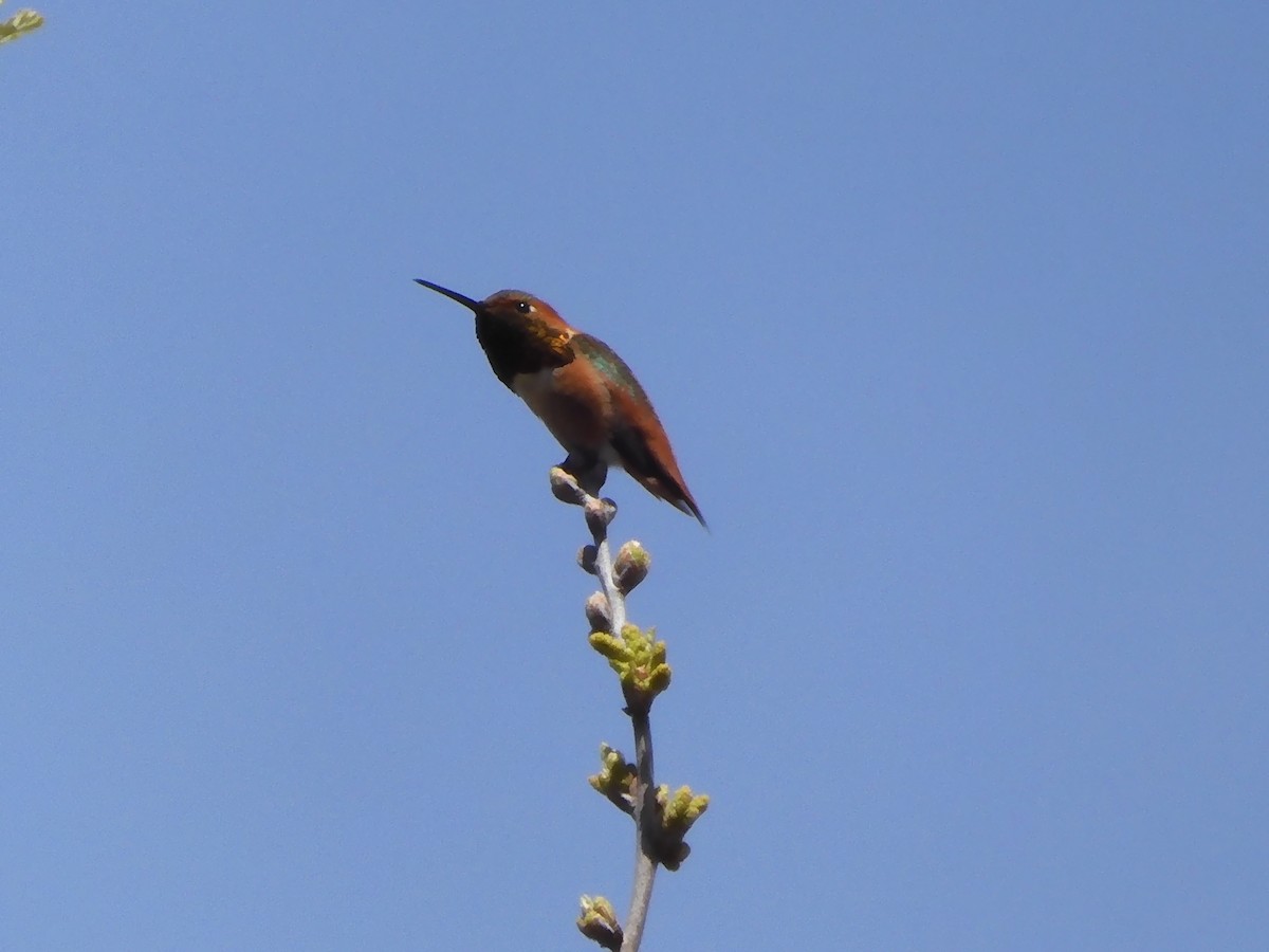 Rufous Hummingbird - ML616239523