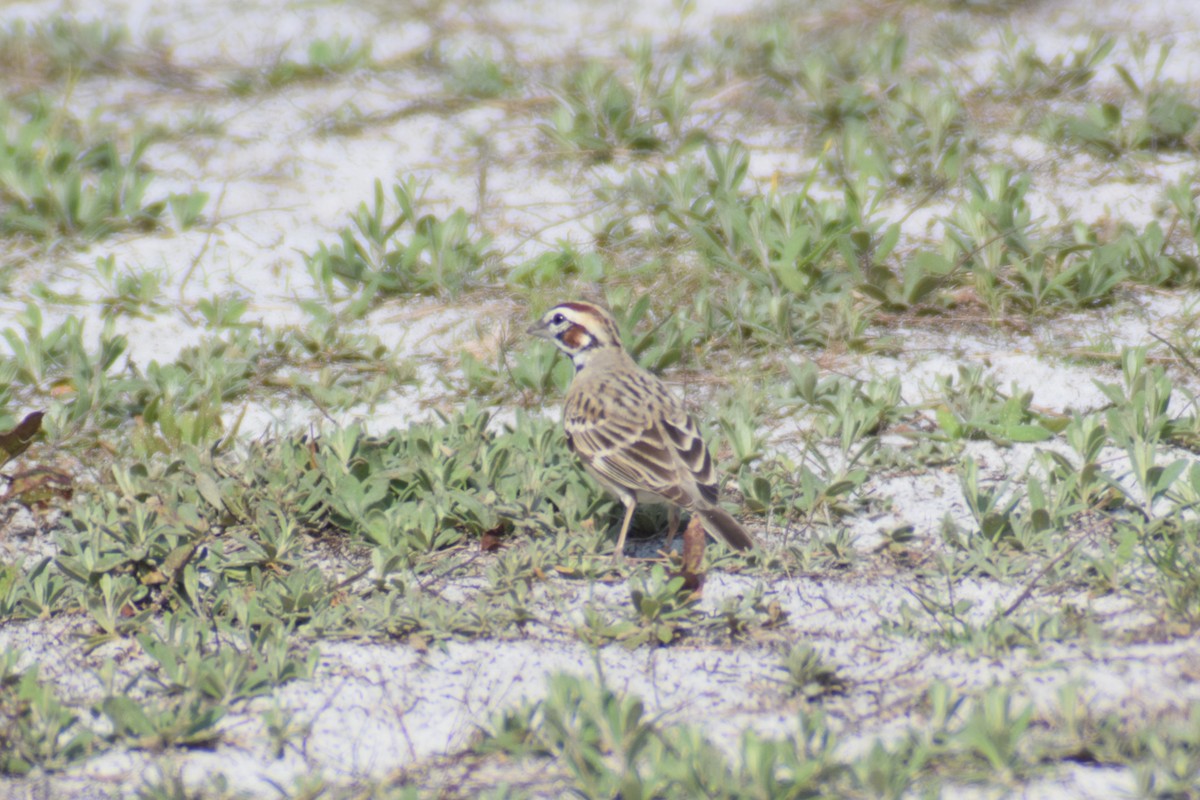 Lark Sparrow - ML616239534