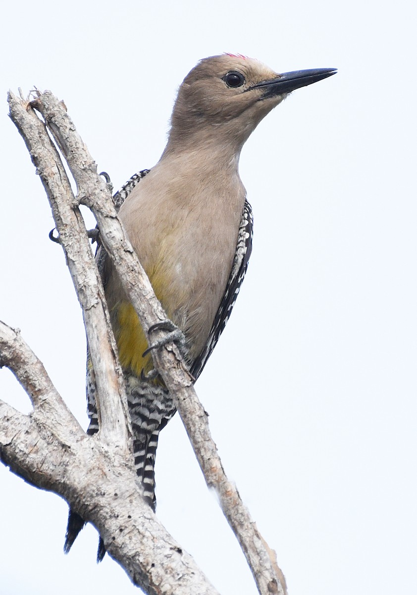 Gila Woodpecker - ML616239553