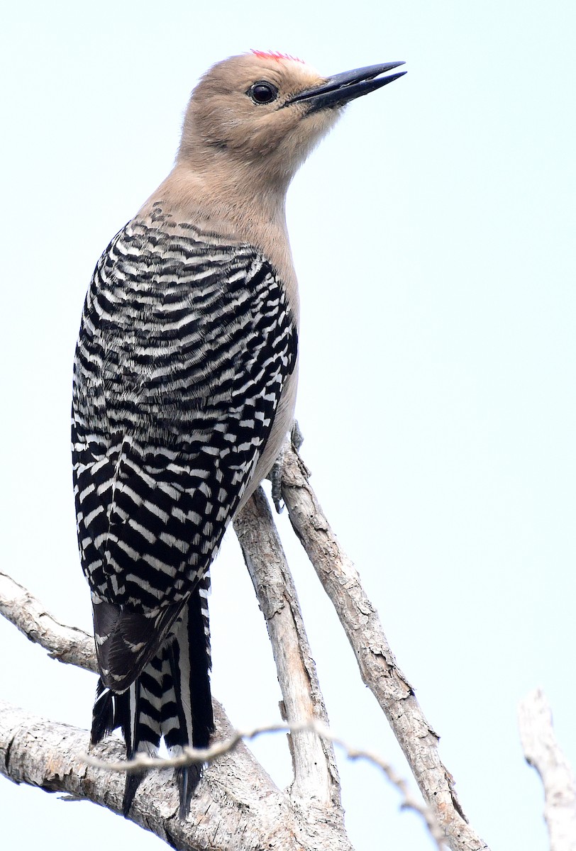 Gila Woodpecker - ML616239554