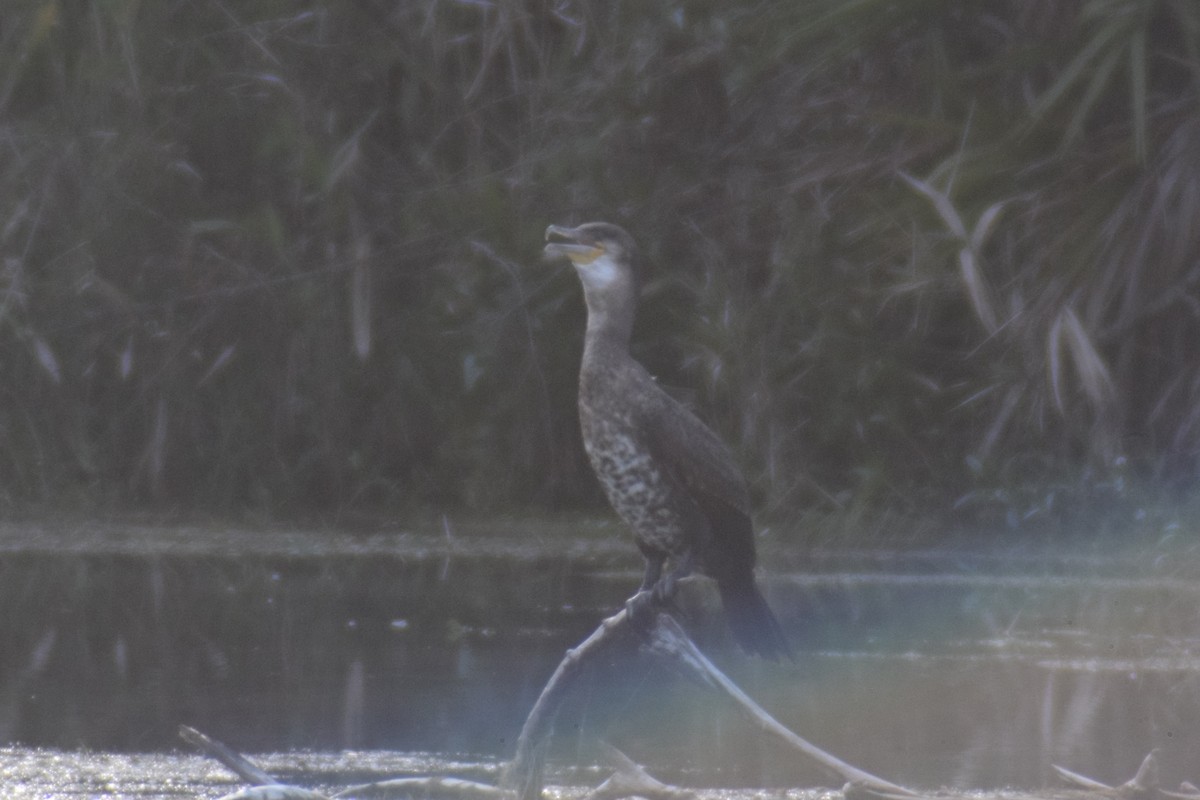 Cormorán Grande - ML616239558