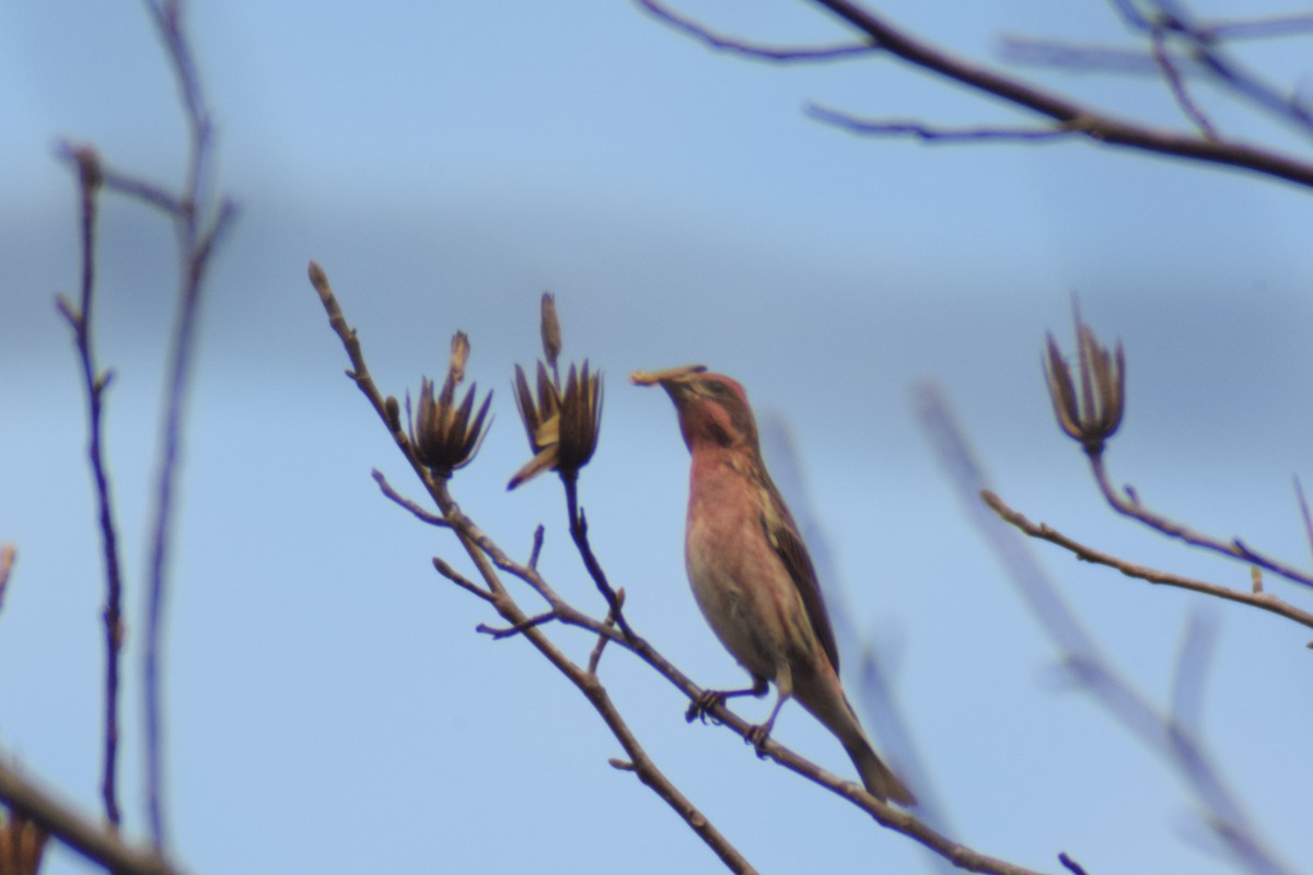 Purple Finch - ML616239577