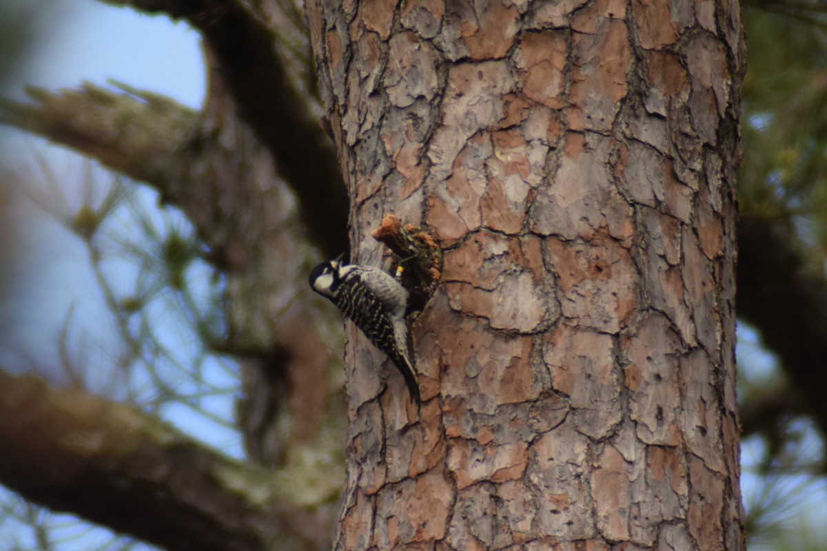 Red-cockaded Woodpecker - ML616239587