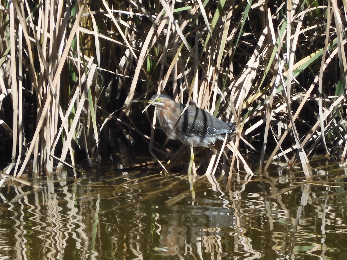 Green Heron - ML616239592