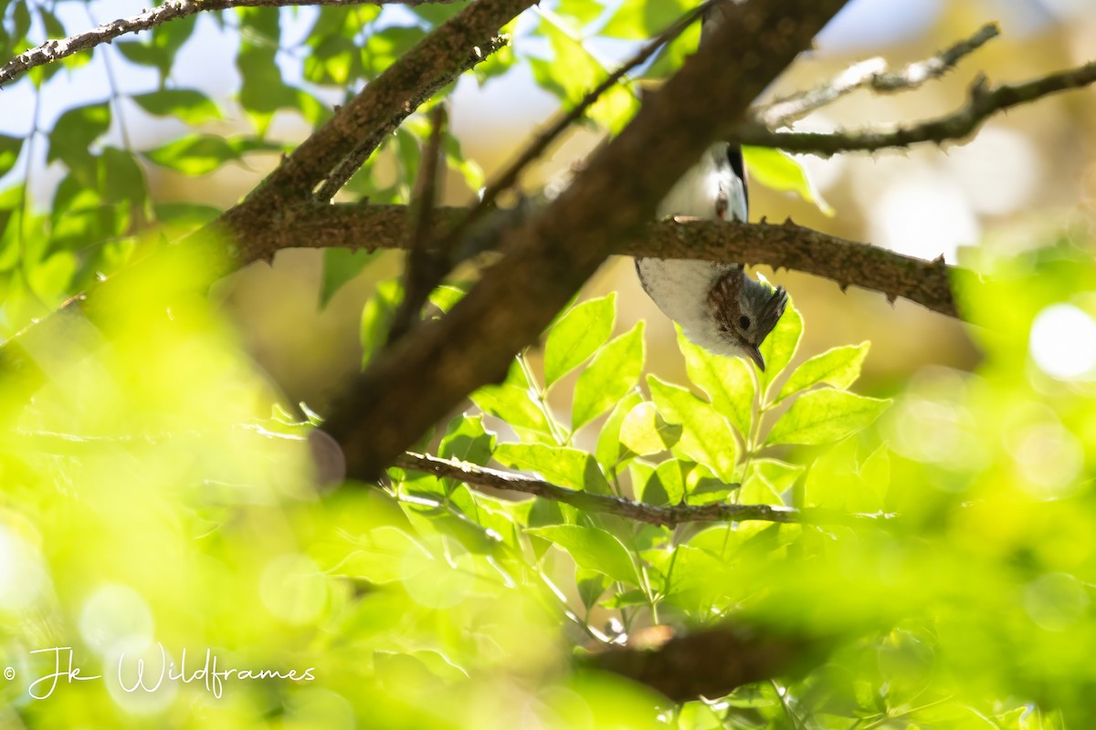 Yuhina à bandeau - ML616239594