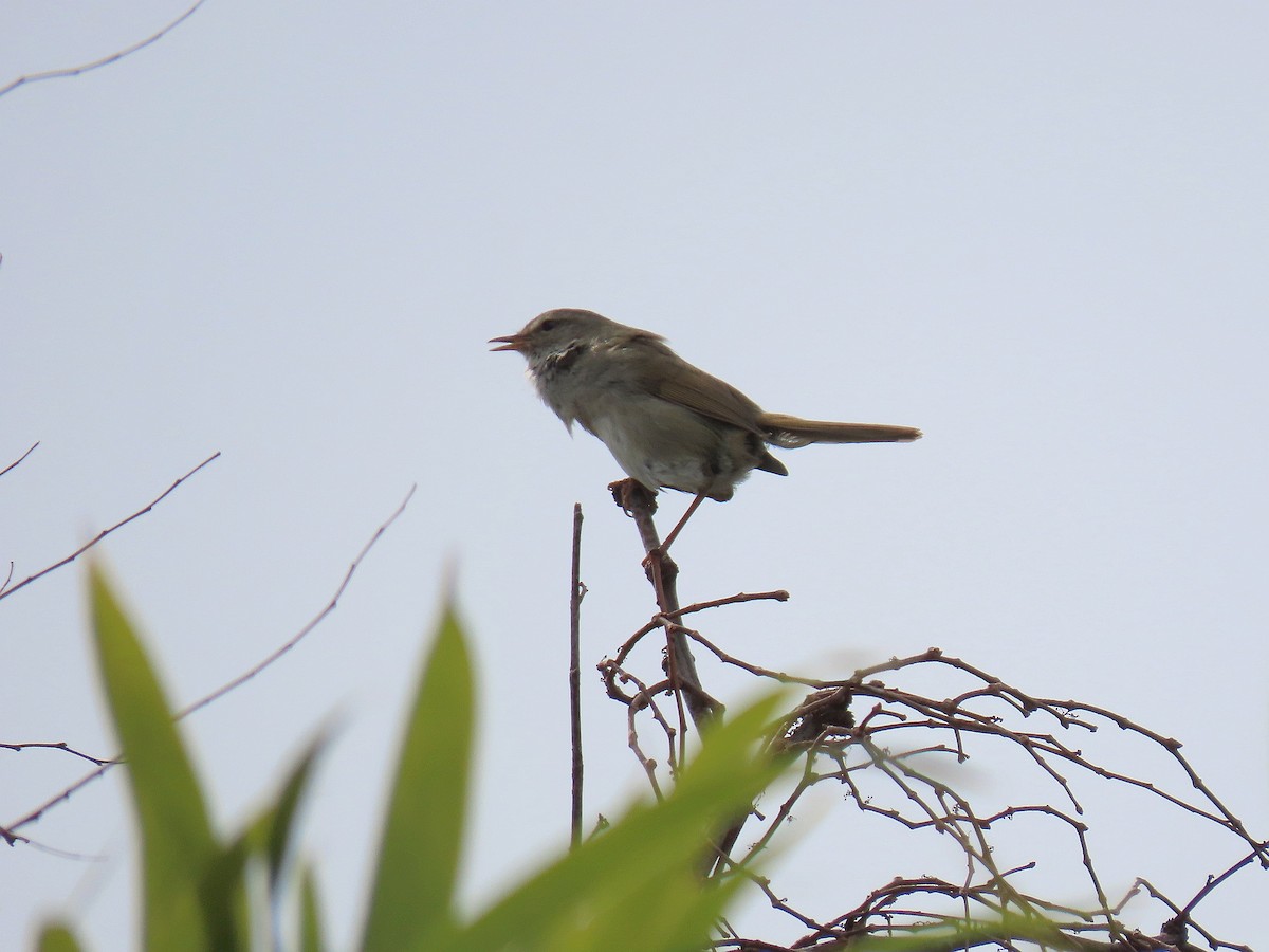 Japanese Bush Warbler - Satoshi Mizukami