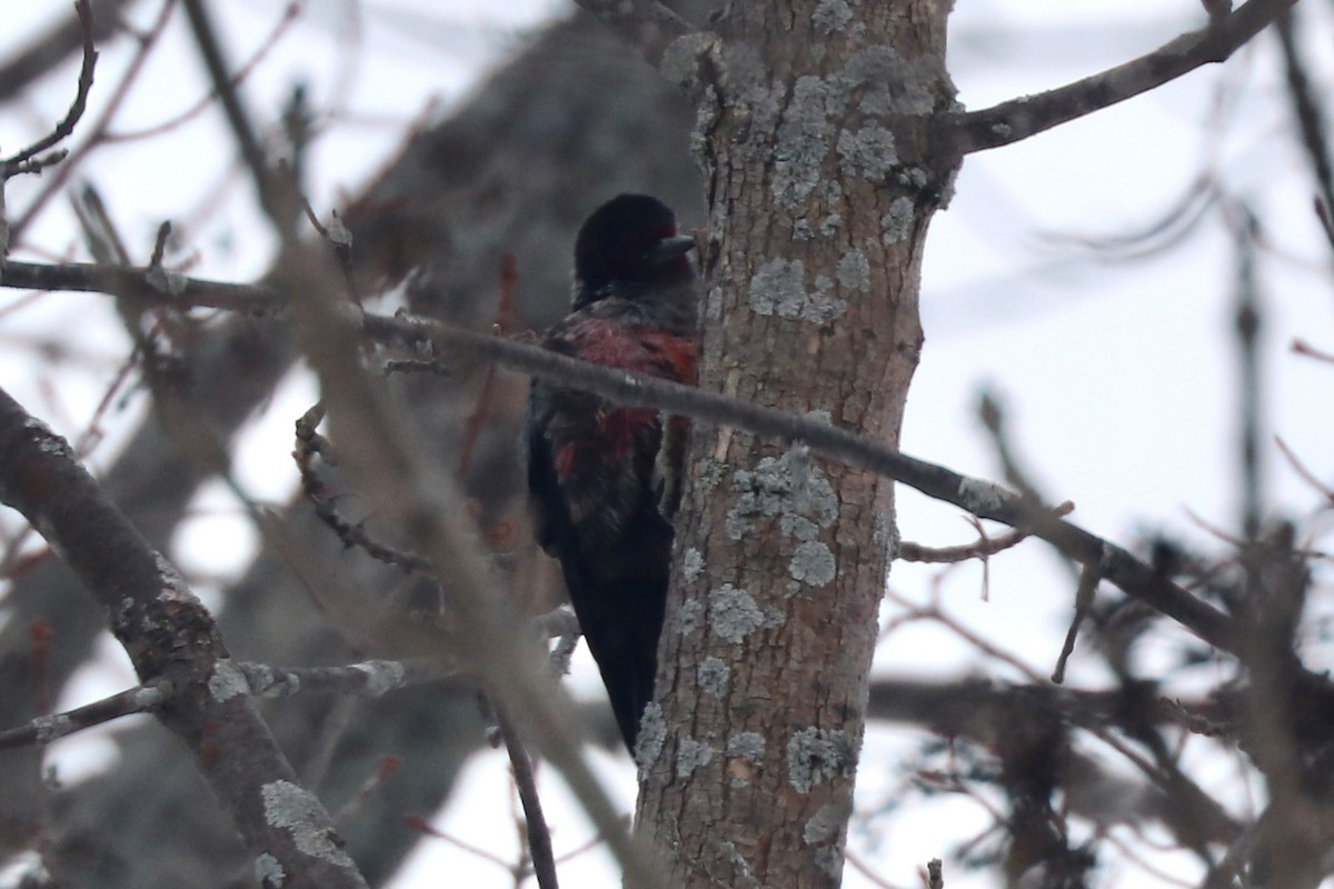 Lewis's Woodpecker - ML616239645