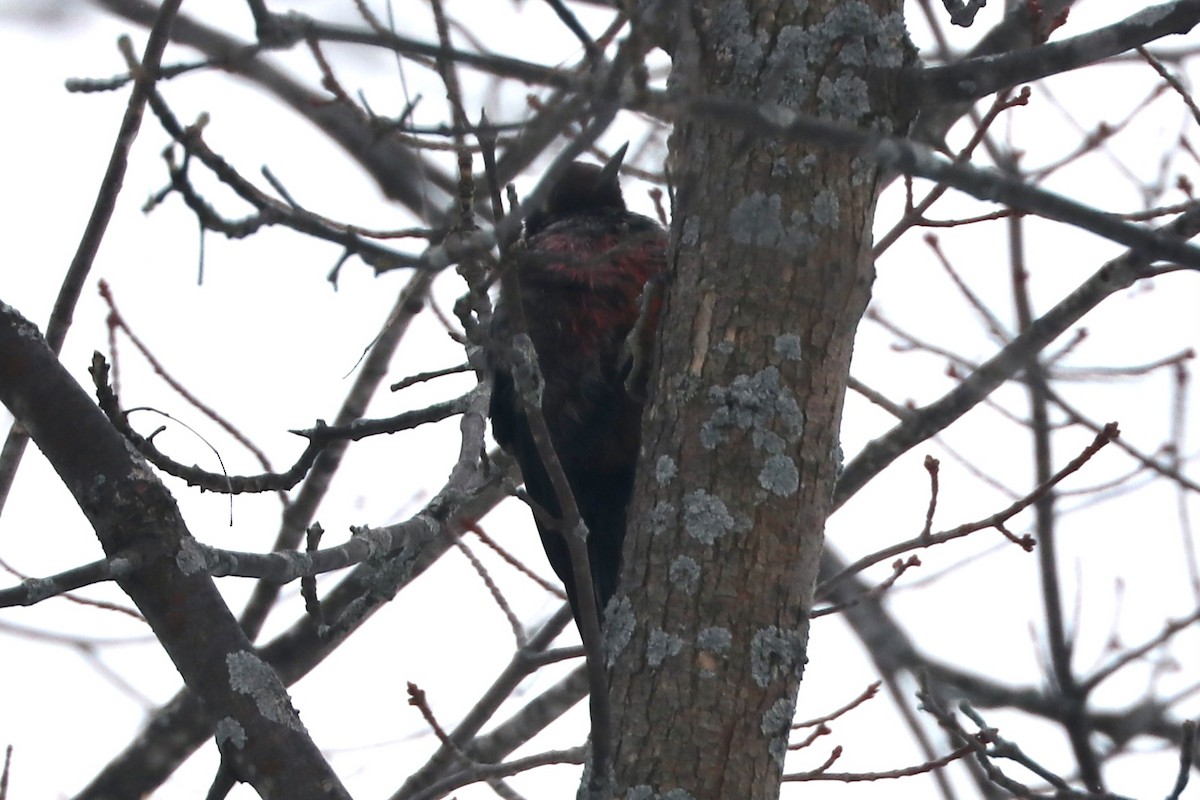 Lewis's Woodpecker - ML616239646