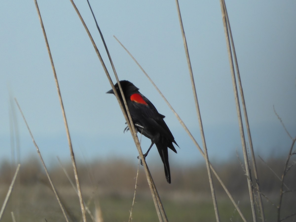 Red-winged Blackbird - Nancy Bruce