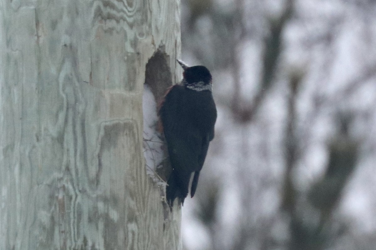 Lewis's Woodpecker - ML616239662