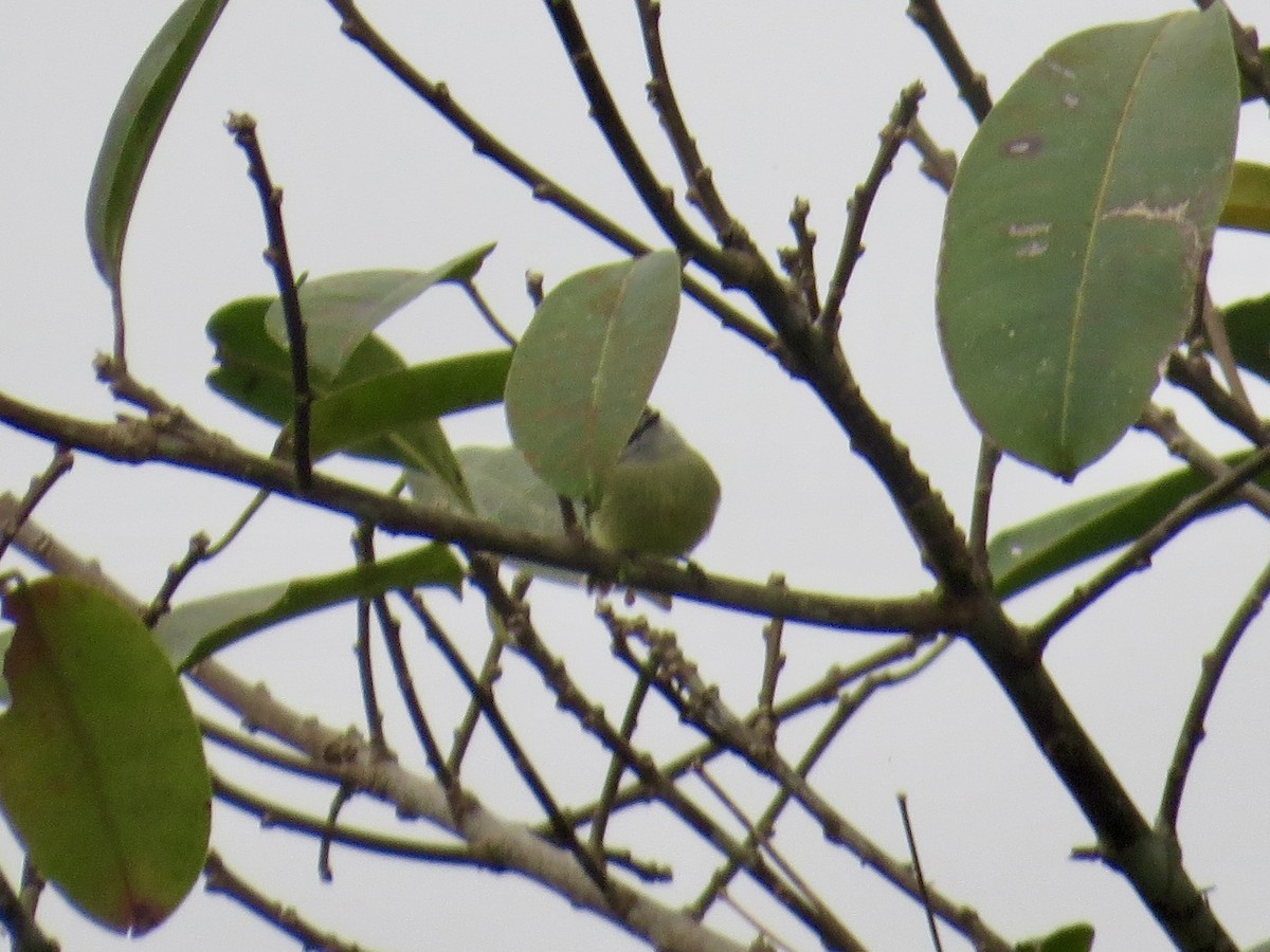 Sooty-headed Tyrannulet (griseiceps) - James Leone