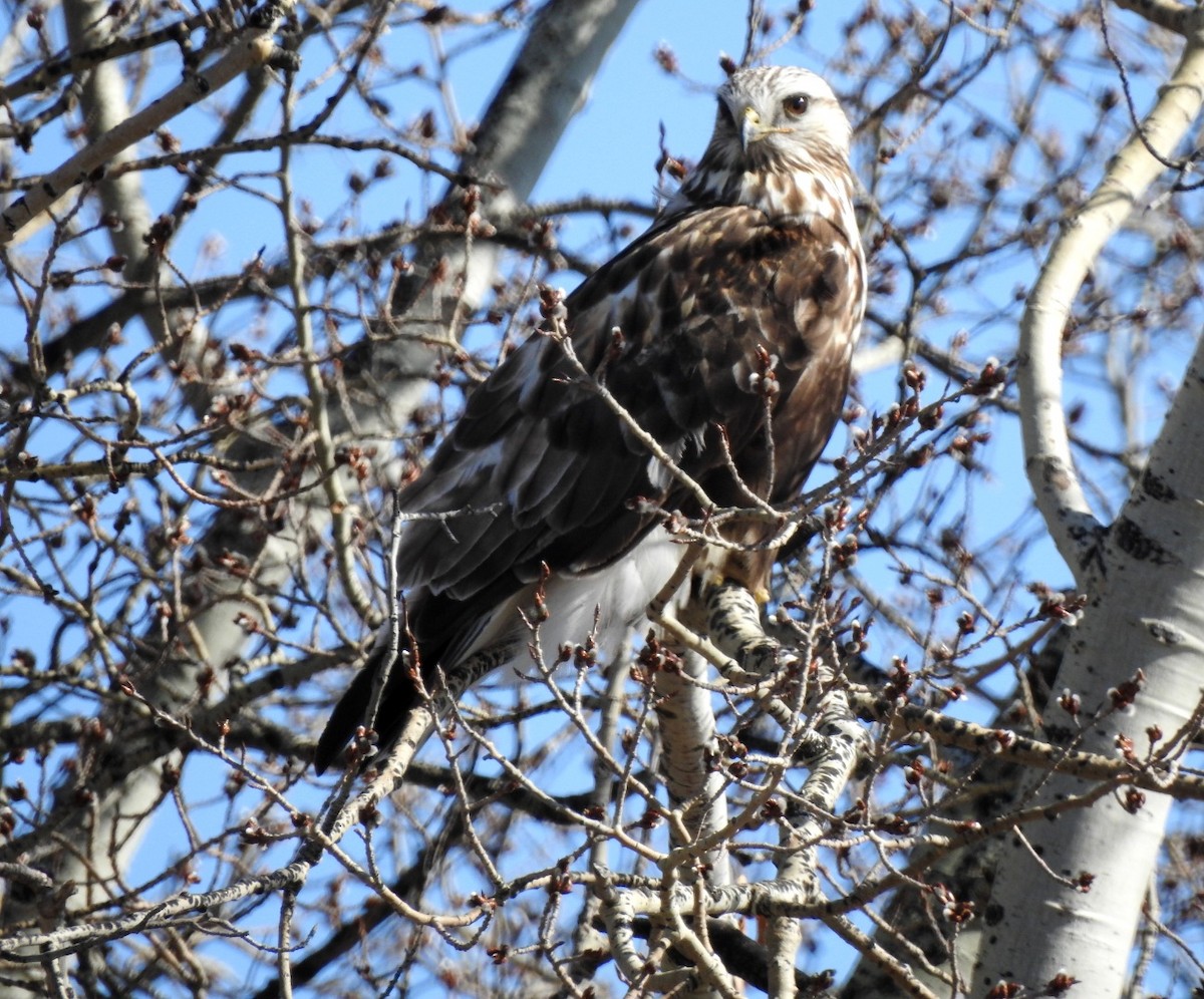 Rough-legged Hawk - Jayme Gale