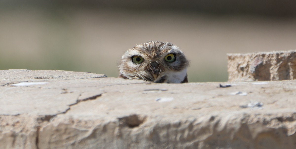 Burrowing Owl - ML616239782