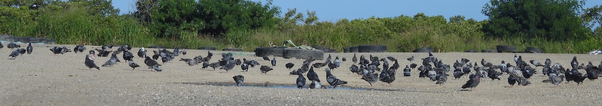 Rock Pigeon (Feral Pigeon) - ML616239793