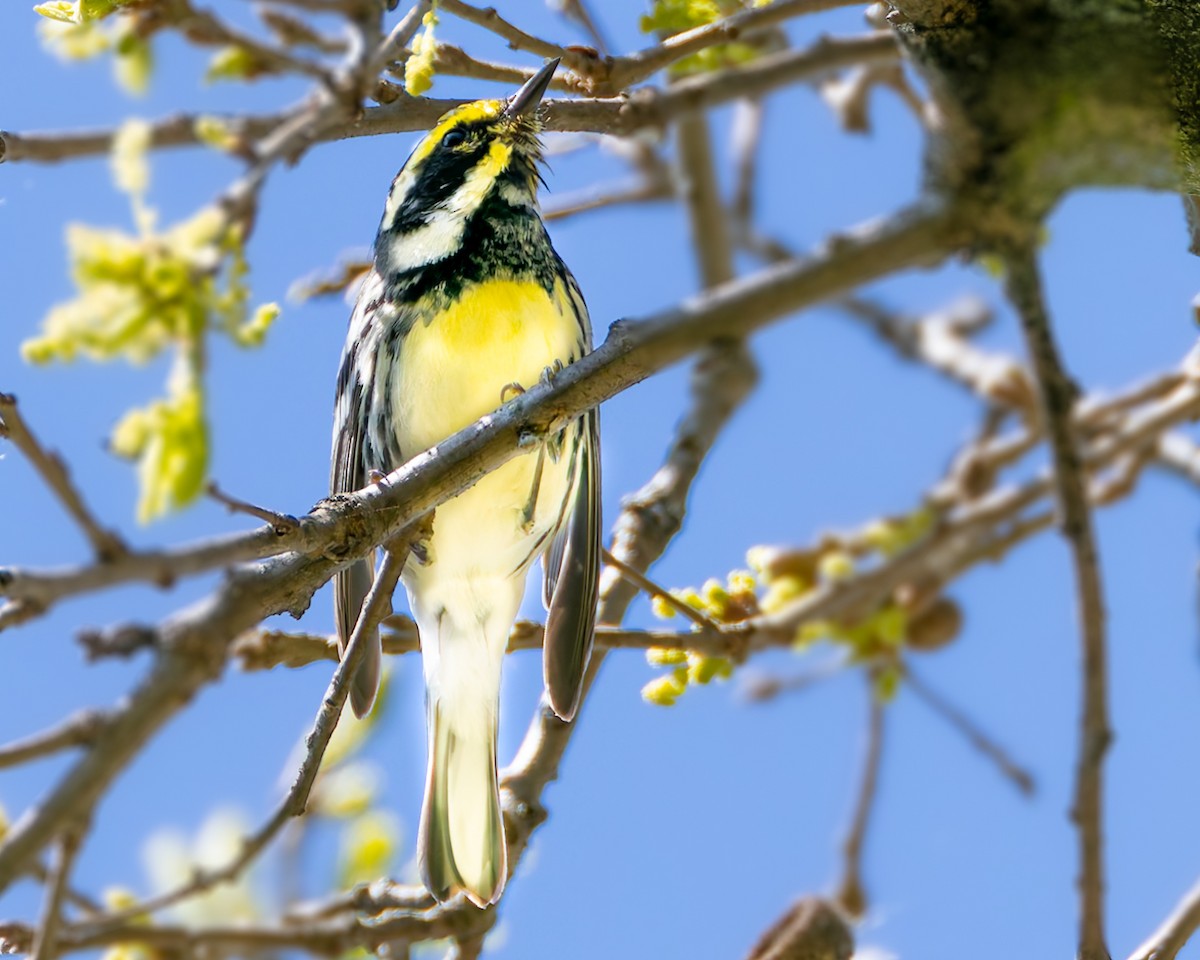 Black-throated Gray x Townsend's Warbler (hybrid) - Mark Sawyer