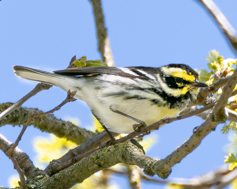 Black-throated Gray x Townsend's Warbler (hybrid) - Mark Sawyer