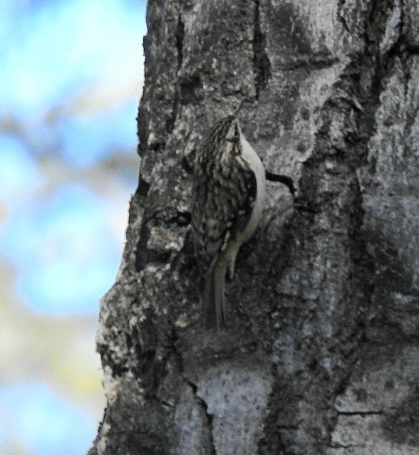 Brown Creeper - ML616239811