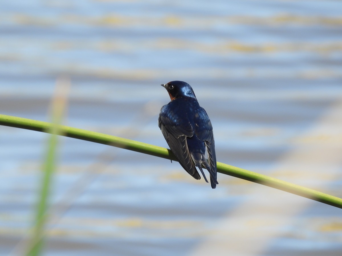 Barn Swallow - Patti Northam